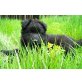 Deutscher Schäferhund - Rüde