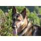 Deutscher Schäferhund - Rüde