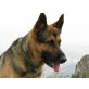 Deutscher Schäferhund - Rüde