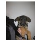 Deutscher Schäferhund - Rüde