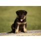 Deutscher Schäferhund - Rüde