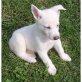 Deutscher Schäferhund - Rüde