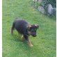 Deutscher Schäferhund - Rüde