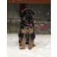 Deutscher Schäferhund - Rüde