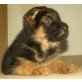 Deutscher Schäferhund - Rüde