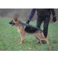 Deutscher Schäferhund - Rüde