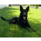Deutscher Schäferhund - Rüde