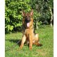Deutscher Schäferhund - Rüde