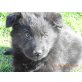 Deutscher Schäferhund - Rüde