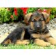 Deutscher Schäferhund - Rüde