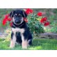 Deutscher Schäferhund - Rüde