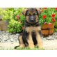 Deutscher Schäferhund - Rüde