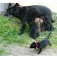 Deutscher Schäferhund - Rüde