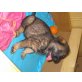 Deutscher Schäferhund - Rüde