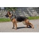 Deutscher Schäferhund - Rüde