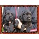 Deutscher Schäferhund Schwarzer langhaariger Schlag - Hündin