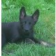 Deutscher Schäferhund Schwarzer langhaariger Schlag Welpen - Hündin