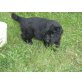 Deutscher Schäferhund Schwarzer langhaariger Schlag Welpen - Hündin