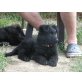 Deutscher Schäferhund Schwarzer langhaariger Schlag Welpen - Hündin