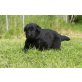 Deutscher Schäferhund Schwarzer langhaariger Schlag Welpen - Hündin