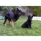 Deutscher Schäferhund Schwarzer langhaariger Schlag Welpen - Rüde