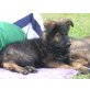 Deutscher Schäferhund Schwarzer langhaariger Schlag Welpen - Rüde