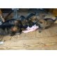 Deutscher Schäferhund Schwarzer langhaariger Schlag Welpen - Rüde