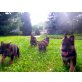Deutscher Schäferhund Welpen - Hündin