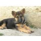 Deutscher Schäferhund Welpen - Hündin