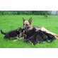 Deutscher Schäferhund Welpen - Hündin