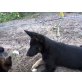 Deutscher Schäferhund Welpen - Hündin