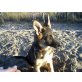 Deutscher Schäferhund Welpen - Hündin