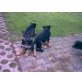 Deutscher Schäferhund Welpen - Hündin