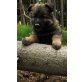 Deutscher Schäferhund Welpen - Hündin
