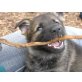 Deutscher Schäferhund Welpen - Hündin