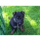Deutscher Schäferhund Welpen - Hündin