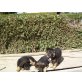 Deutscher Schäferhund Welpen - Hündin