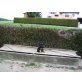 Deutscher Schäferhund Welpen - Hündin