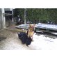 Deutscher Schäferhund Welpen - Hündin