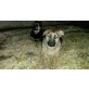 Deutscher Schäferhund Welpen - Hündin