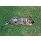 Deutscher Schäferhund Welpen - Hündin