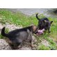Deutscher Schäferhund Welpen - Hündin