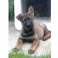 Deutscher Schäferhund Welpen - Hündin