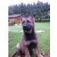 Deutscher Schäferhund Welpen - Hündin