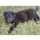 Deutscher Schäferhund Welpen - Hündin
