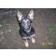 Deutscher Schäferhund Welpen - Hündin