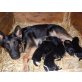 Deutscher Schäferhund Welpen - Hündin