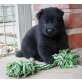 Deutscher Schäferhund Welpen - Hündin