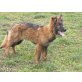 Deutscher Schäferhund Welpen - Hündin