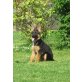Deutscher Schäferhund Welpen - Hündin